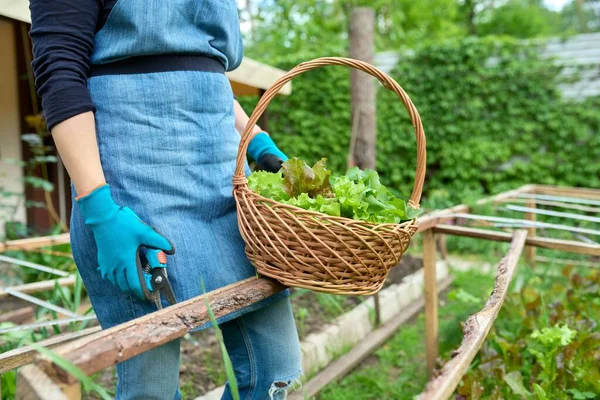 Tutup tangan wanita dengan keranjang panen selada daun herbal arugula dill peterseli — Stok Foto