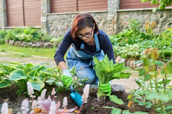 Žena výsadba hosta keř rostlina na květinové záhoně, pomocí lopaty nástroje, jarní zahradničení. — Stock fotografie