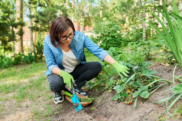 Wanita menggunakan alat berkebun, sekop untuk menghapus gulma dari tempat tidur dengan semak strawberry. — Stok Foto