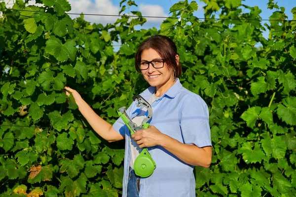 Vrouwelijke boer met koppelstuk nietmachine gereedschap in wijngaard. — Stockfoto