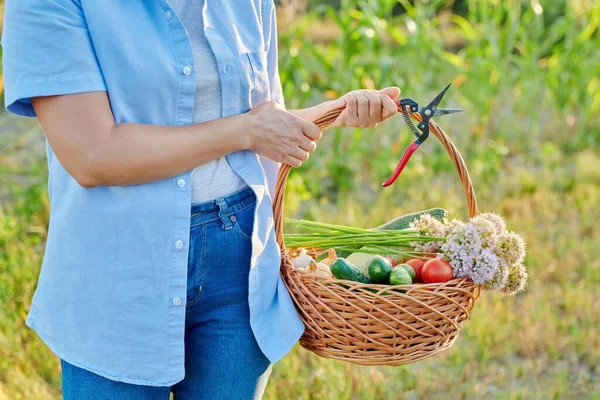 Menutup keranjang dengan sayuran matang segar di tangan wanita, latar belakang kebun — Stok Foto