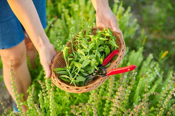 Primer plano de la cosecha de hierbas aromáticas picantes albahaca en la cesta en manos de la mujer —  Fotos de Stock