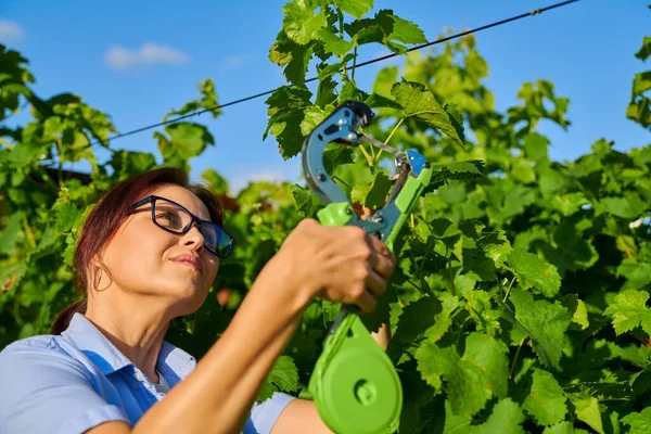 Vastbinden van de wijnstok in de wijngaard in het voorjaar zomerseizoen. — Stockfoto