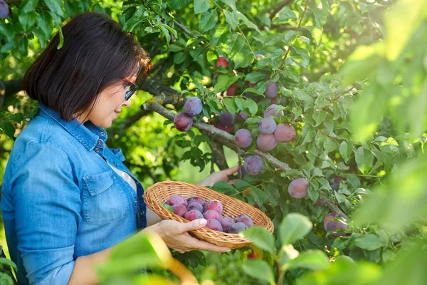 Mujer recogiendo ciruelas maduras del árbol en la cesta — Foto de Stock