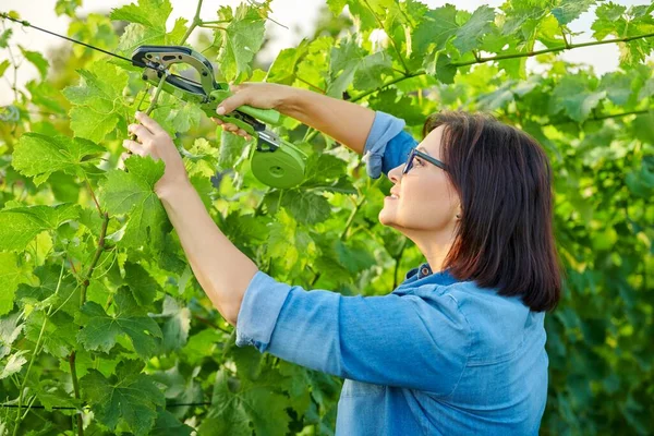 Petani kebun perempuan membuat kebun anggur di kebun anggur dengan menggunakan peralatan profesional — Stok Foto