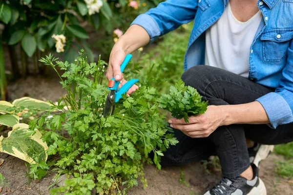 Женщина собирает пряную травяную петрушку, растущую в саду. — стоковое фото