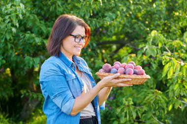 Sepetinde olgun erik hasadı olan orta yaşlı bir kadın.