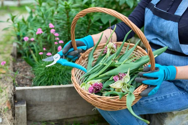 Penutup keranjang dengan bunga pudar kering dan daun tulip di tangan tukang kebun perempuan — Stok Foto