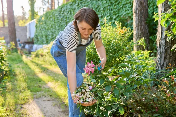 Middle aged woman caring yellow peony bush in backyard, using pruner — Stock Photo, Image