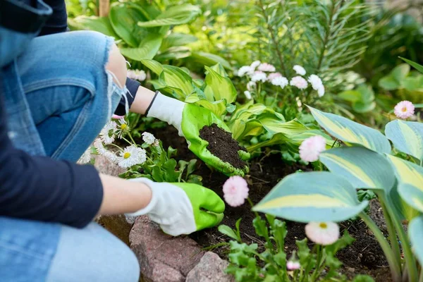 Садоводство, клумбы, садовница, работающая с растениями в саду — стоковое фото