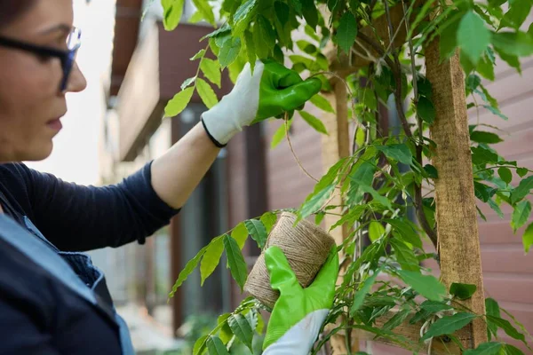 Женщина-садовница работает с кустом вистерии в саду — стоковое фото