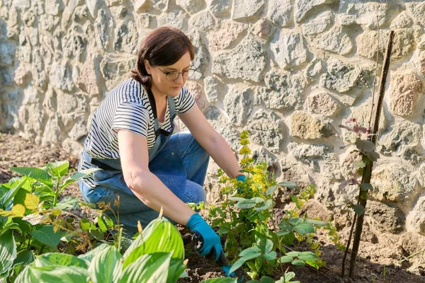 Perempuan di celemek sarung tangan berkebun dengan sekop tanaman berbunga — Stok Foto
