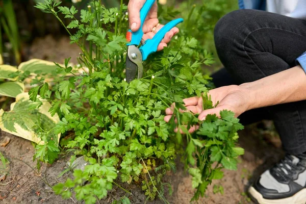 Wanita memetik pedas herbal peterseli tumbuh di kebun. — Stok Foto