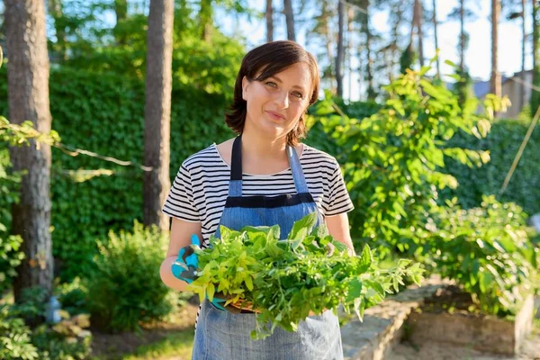 Wanita di kebun memegang keranjang dengan tanaman segar dipetik rempah-rempah hijau harum — Stok Foto