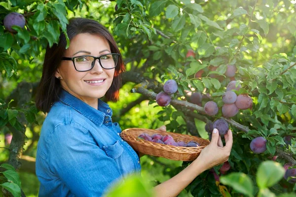 Mujer Recogiendo Ciruelas Maduras Del Árbol Cesta Temporada Otoño Verano — Foto de Stock