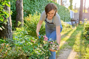 Orta yaşlı bir kadın arka bahçede sarı şakayık çalılarını önemser, budama bezi kullanır.