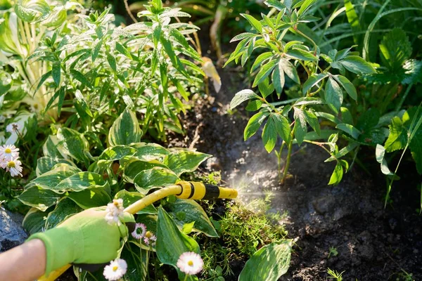 Женщина поливает клумбы из шланга в саду — стоковое фото