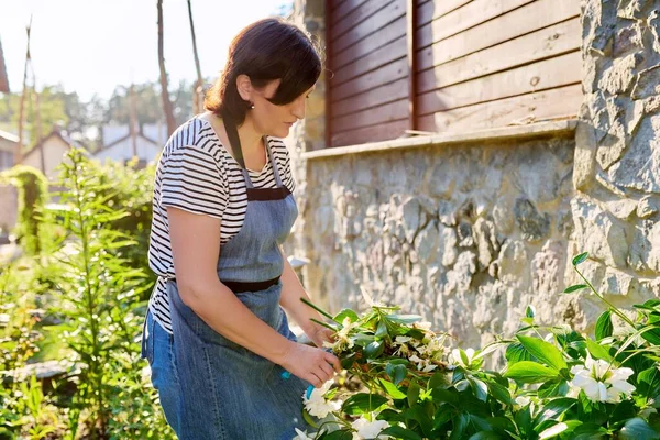 Wanita paruh baya yang merawat semak peony kuning di halaman belakang, menggunakan pruner — Stok Foto
