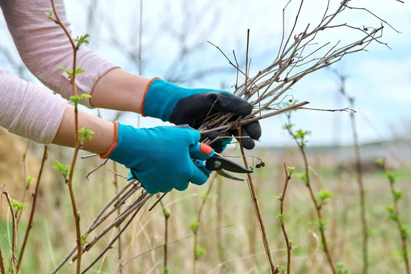 Close-up of a gardeners hands in gloves doing spring pruning of a raspberry bush