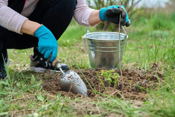 Close-up dari tukang kebun tangan dalam sarung tangan dengan sekop menggali currant bush — Stok Foto