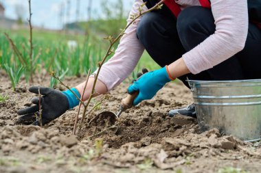 Eldivenli, kürekle böğürtlen çalısı kazan bahçıvanların yakın çekimi.