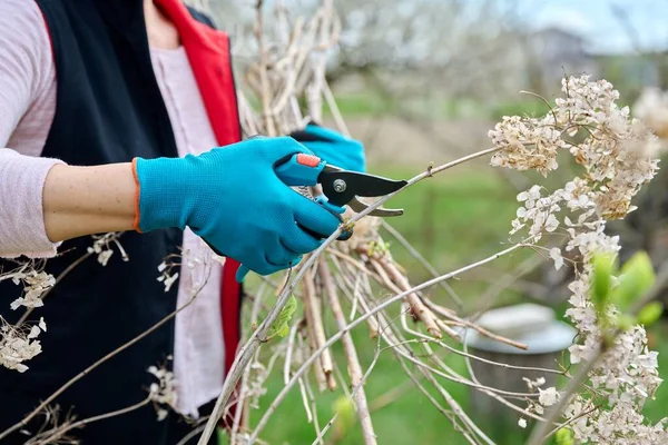Hands of female gardener in gloves with secateurs pruning hydrangea bush — стоковое фото