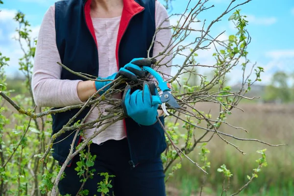 Close-up van tuiniers handen in handschoenen doen lente snoeien van zwarte bes bush — Stockfoto