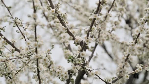 Wiosna, kwitnąca śliwka, białe kwiaty na gałęziach — Wideo stockowe