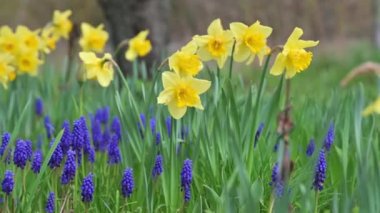 Bahar kırsal çiçek tarhı, sarı nergis ve mavi muscari.
