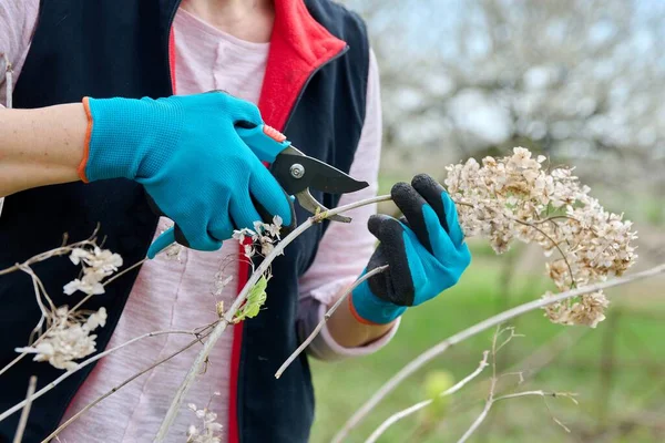 Tangan tukang kebun perempuan dalam sarung tangan dengan secateurs pemangkasan semak hydrangea — Stok Foto