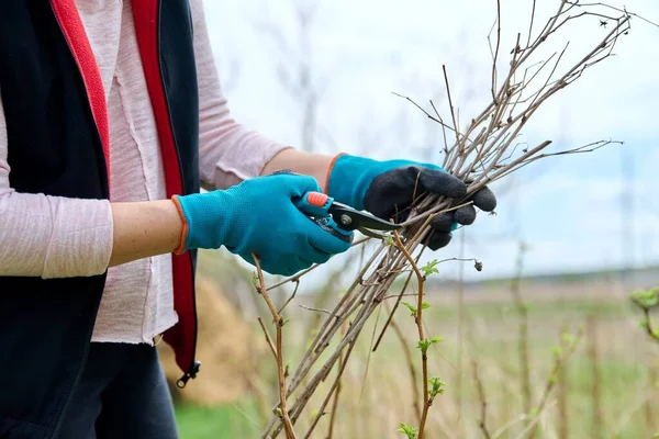 Крупним планом садівників руки в рукавичках роблять весняну обрізку малинового куща — стокове фото
