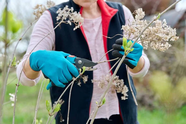 Tangan tukang kebun perempuan dalam sarung tangan dengan secateurs pemangkasan semak hydrangea — Stok Foto
