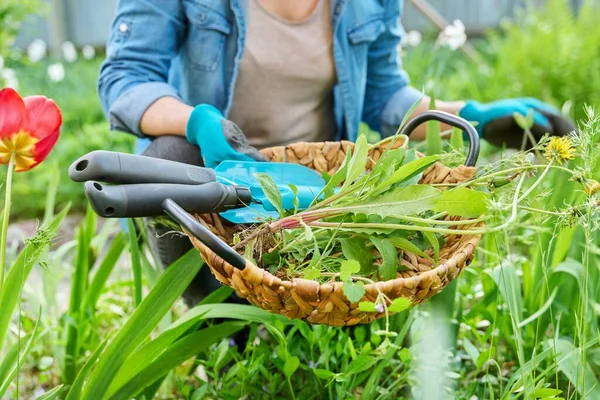 Весенняя клумба, озеленение, женские руки в садовых перчатках с инструментами — стоковое фото