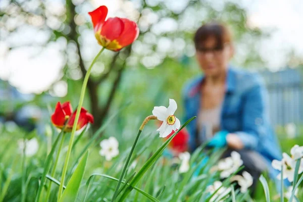 Spring flowerbed in the backyard, blooming tulips and daffodils — 스톡 사진