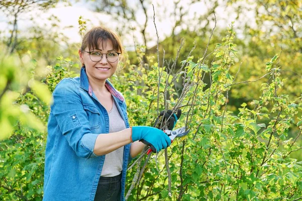 Tuinier vrouw in handschoenen met snoeier afsnijdt droge takken op zwarte bessen struik — Stockfoto