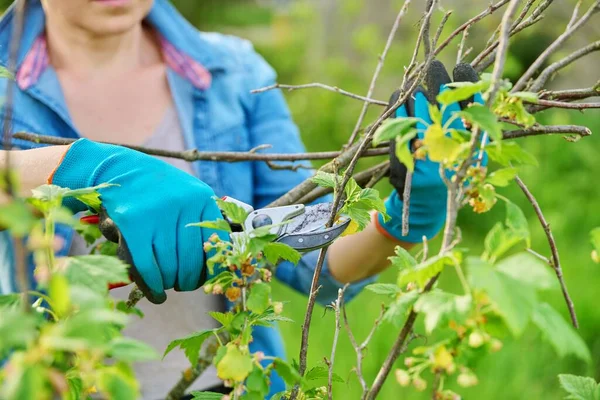 Close-up of gardeners hands in gloves doing spring pruning of black currant bush — Stok Foto