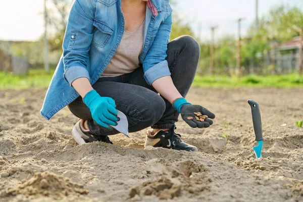 Close-up of hand in gardening gloves planting beans in ground using shovel — Stok Foto
