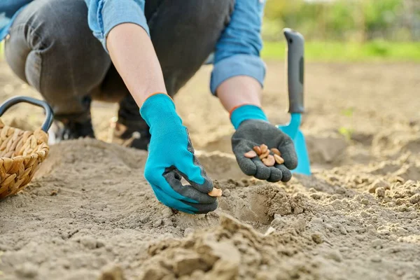 Крупный план руки в садовых перчатках посадка бобов в землю с помощью лопаты — стоковое фото