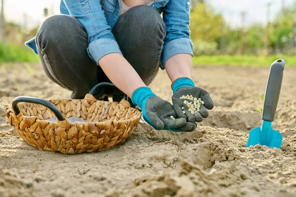 Close-up dari tangan dalam berkebun sarung tangan menanam kacang hijau di tanah menggunakan sekop — Stok Foto