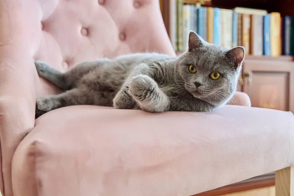Adorable gray british cat at home on pink armchair in the office — стоковое фото