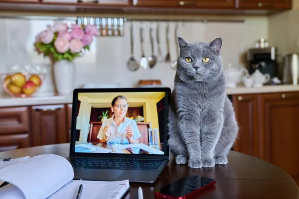 Belo gato doméstico sentado no escritório em casa na cozinha na mesa perto do laptop — Fotografia de Stock