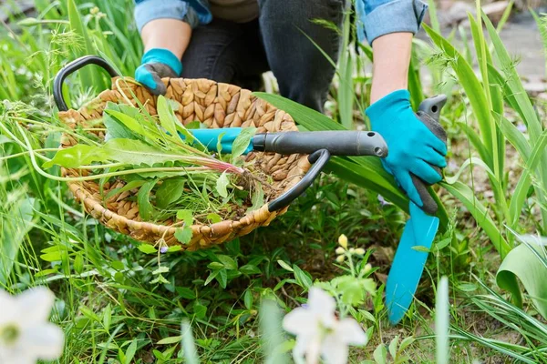 Весенняя клумба, озеленение, женские руки в садовых перчатках с инструментами — стоковое фото