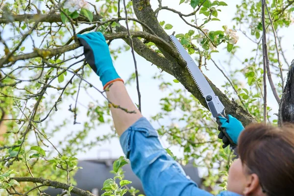 Vrouw tuinier in handschoenen met tuin zagen het omzagen van een droge tak op een appelboom met — Stockfoto