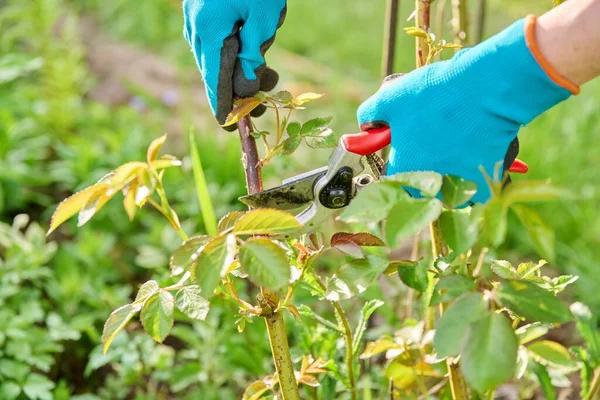 Hands of gardener in gardening gloves with pruner pruning spring rose bush — стоковое фото
