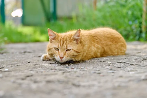 Large adult red shorthair cat lying resting outdoor, rustic view — ストック写真