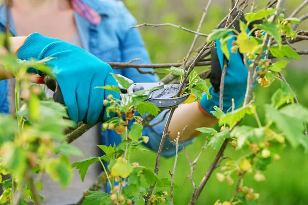 Close-up van tuiniers handen in handschoenen doen lente snoeien van zwarte bes bush — Stockfoto