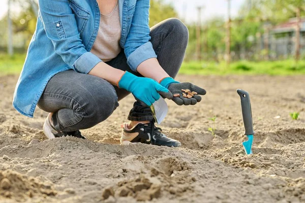 Close-up of hand in gardening gloves planting beans in ground using shop — Stok Foto