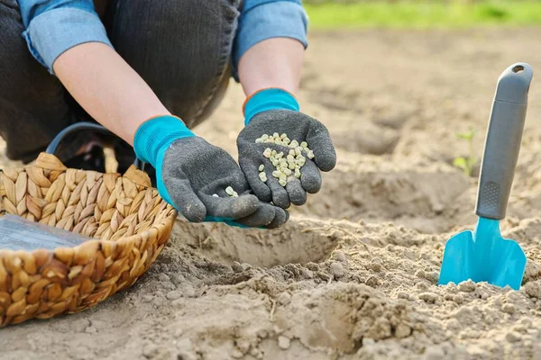 Крупный план руки в садовых перчатках посадка зеленого горошка в землю с помощью лопаты — стоковое фото