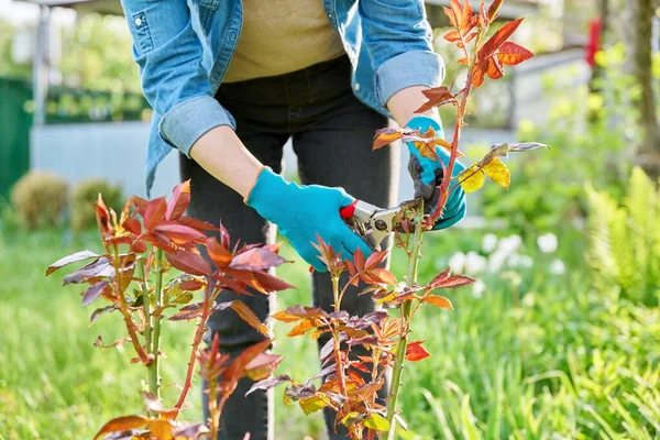 Handen van tuinier in tuinieren handschoenen met snoeier snoeien lente roos bush — Stockfoto