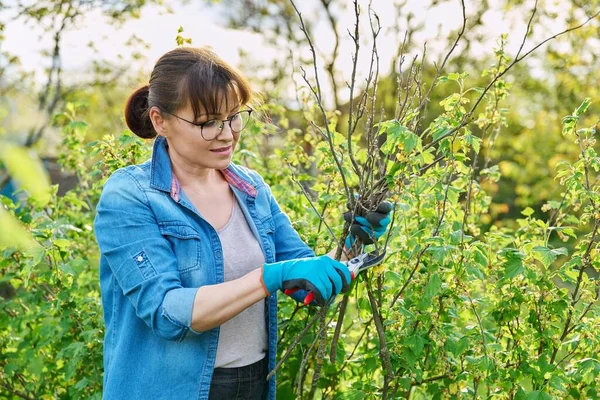 Wanita tukang kebun dalam sarung tangan dengan pemangkas memotong cabang-cabang kering di semak-semak blackcurrant — Stok Foto